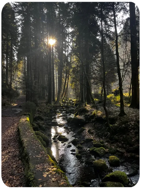 Bad Liebenzell gehört mit dem wildromantische Monbachtal zu den schönsten Wanderungen in der Region. 