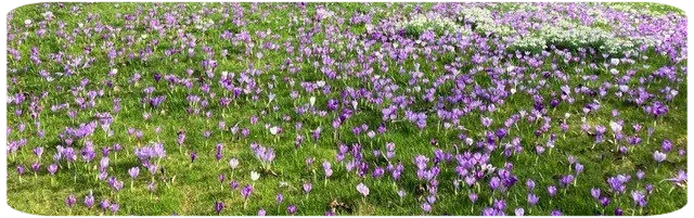 Zavelstein mit seiner Burgruine und die einzigartige Wildkrokusblüte im Frühjahr ist ein Besuch wert. Vom Duftkeller aus sind das gerade mal 12km