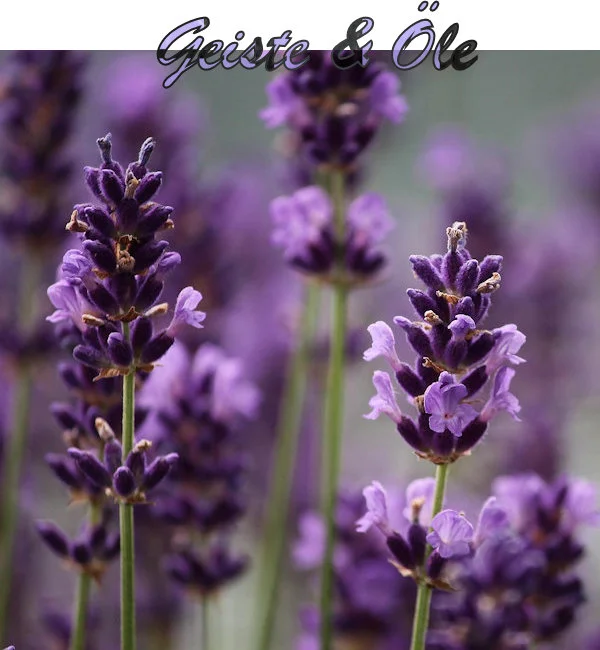 dekoratives Element für die Seminarbuchung "Alkoholiche Geiste". Das Bild zeigt Lavendel.